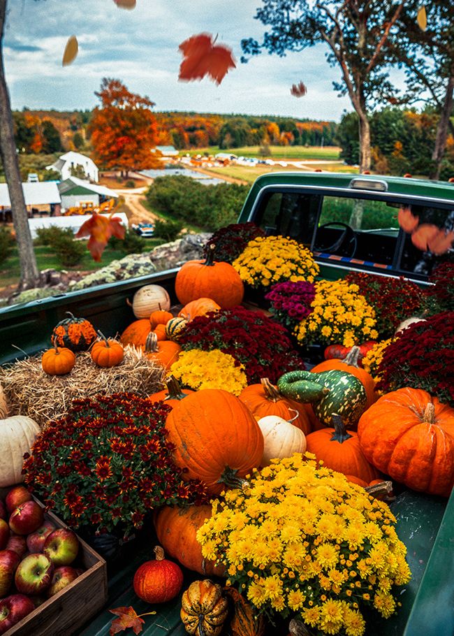 Autumn Amber Harvest